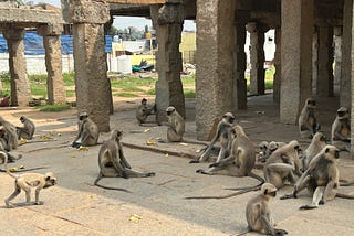 A Lesson In Togetherness from Hampi’s Primates