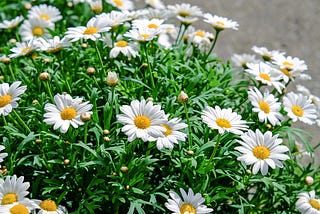 It’s Not Too Late !Plants You Can Grow in July and August