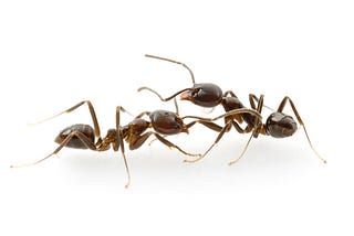 The Execution of an Ant