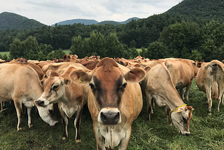 Enduring the American Dairy Crisis