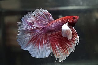 Recognizing and Remedying an Overfed Betta Fish: A Comprehensive Guide