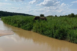 Hluhluwe-iMfolozi, Big Five