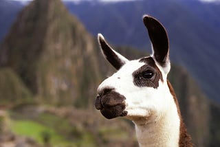 machu picchu llama in peru