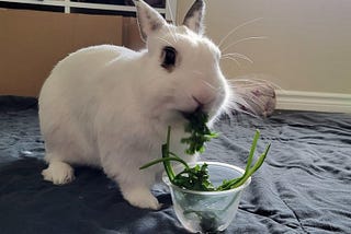 George, a white rabbit with brown markings on his ears and around his eyes, sits in front of a plastic cup of parsley. A large green clump of it is hanging from his mouth, mid-munch.