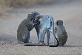 Very Rare Blue-Colored Testicle Mammals In The World