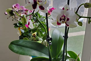 ORCHIDS ON A SILL