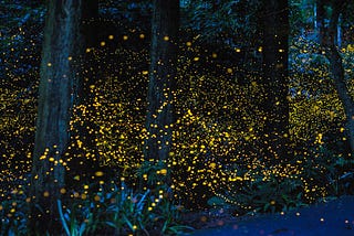 Sequencing the Firefly Genome — How Did the Firefly Get Its Glow?