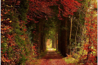 Autumn Tree Tunnel, Germany