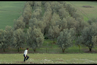 on Seeing Through Kiarostami’s Olive Trees