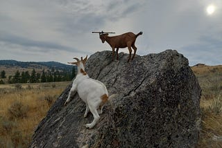 When Your Writing Gets Stuck, Think Like Sophie the Goat