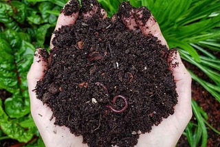 Composting food waste — Helpful tips you need to know