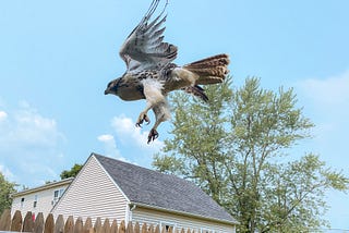 A broad-winged hawk in flight, having just taken off and somewhat low in the air still, so the shot is close and you can see the hawk’s feathers, claws, beak, eye, and so on. A house, tree, and fence in the background.