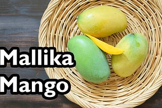 Organic Mallika Mangoes from Natural Mangoes, ARNV Farm