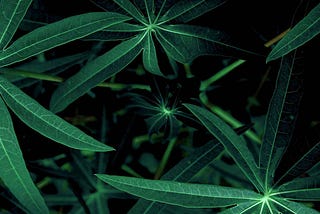The Conclusion to Classifying Cassava Leaf Diseases Using Convolutional Neural Networks