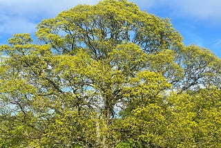 Tree of Sanity: From Heartfelt Intention to Coherent Impact