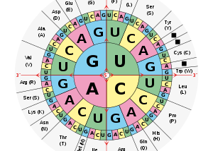 Learning the Language of DNA