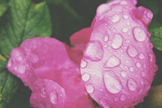 Flower Peddles and Dew Drops