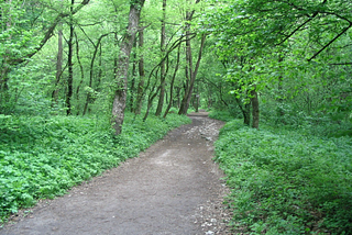 Dirt path through green woods