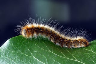 A fuzzy caterpillar crawling on a green leaf.