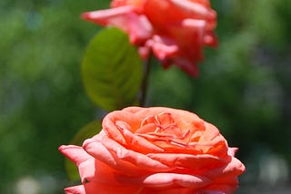 ‘Kissing Roses’ (Photo by Ramsey Hanhan, 2013)