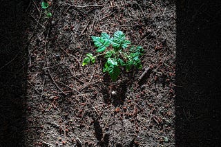 A small blackberry sprout grows in a pocket of light deep in the forest.