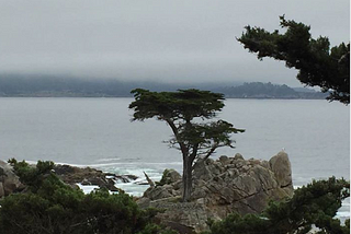 The Lone Cypress at Pebble Beach