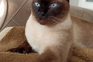 Exquisitely Royal — The Siamese Cat