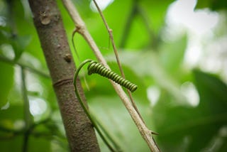 Young coiled tendril growing in a tight spiral on a small tree