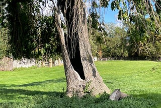 An old willowy tree with a hollow trunk. It has a mixture of dead branches and branches covered in deep green leaves.