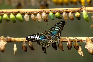 Transformation — from cocoon to caterpillar