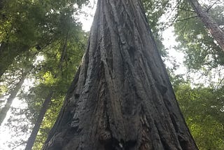 Humboldt Redwoods and More Northern California — July 2021 Trip