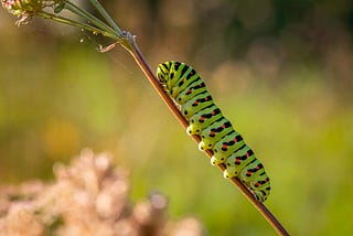 caterpillars die to be reborn & so should we