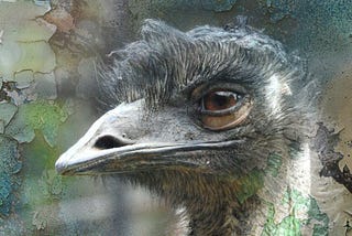 A close up of an emu’s head