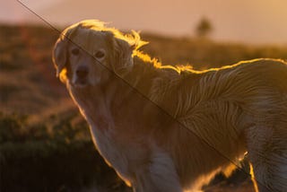 Bringing a Dog back to Focus with AI