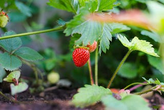 A ripe, red strawberry growing under green strawberry leaves.