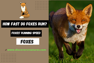 How Fast do Foxes Run? — Foxes’ Running Speed