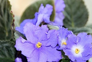 8 Popular Blue House Plants