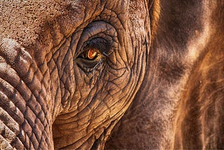 Close up of an elephant looking at the camera with its soulful amber eye.
