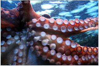 The tentacles of a kraken octopus