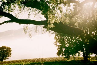 Sun rising through large oak branches