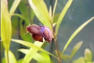 pair of bladder snails at ‘it’.