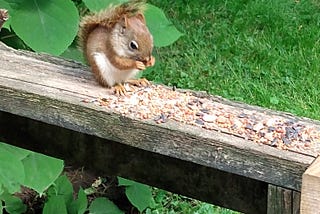 A small red squirrel eating nuts on a fence railing.