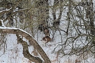 A coyote stands behind a deer carcass, facing the camera. Both coyote and deer are camouflaged amongst the surrounding bushes.