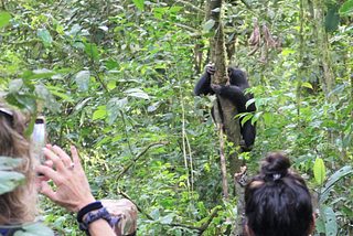 Clients tracking chimpanzees in Uganda’s Kibale Forest