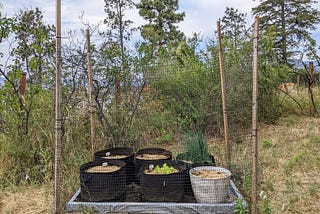 How to Keep Deer Out of Your Container Garden