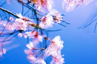 How to Make Cherry Blossoms Last Forever
