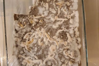 Making mycelium at home.