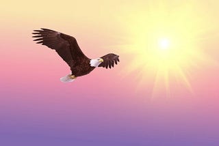 An eagle soaring with the sun.