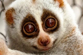 A cute but venomous primate creature, called slowloris.