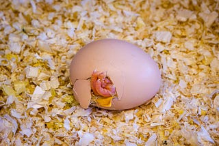 I feel like a chick inside an egg that I am just about to break free from